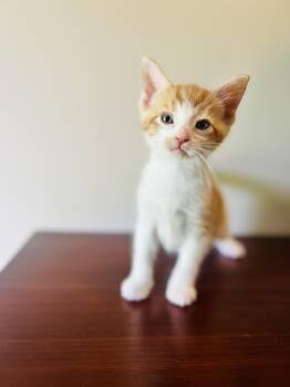Rescue Domestic Short Hair Cats for Adoption in Gradyville, Kentucky - Creamsicle | PetCurious