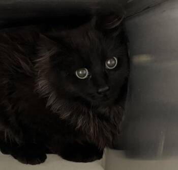 Domestic Long Hair Cats Available for Adoption in Golden, Colorado - Nezuko | PetCurious