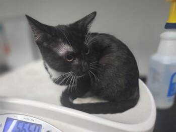 Domestic Short Hair Cats Available for Adoption in Antioch, California - SPARROW | PetCurious