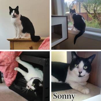 Domestic Short Hair Cats Available for Adoption in Newberg, Oregon - Sonny | PetCurious