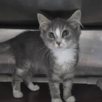 Story 26-0550 -  Domestic Medium Hair Cat for Adoption in Yanceyville, North Carolina - Story 26-0550 | PetCurious