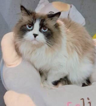 Tito (Ragdoll) -  Ragdoll Cat for Adoption in Fairfax, Virginia - Tito (Ragdoll) | PetCurious
