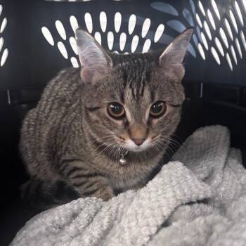Skrappy -  Domestic Short Hair Cat for Adoption in Indianapolis, Indiana - Skrappy | PetCurious