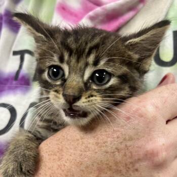Dunkeroo-C -  Domestic Short Hair Cat for Adoption in East St. Louis, Illinois - Dunkeroo-C | PetCurious