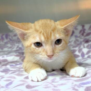 Olive -  Domestic Short Hair Cat for Adoption in Michigan City, Indiana - Olive | PetCurious