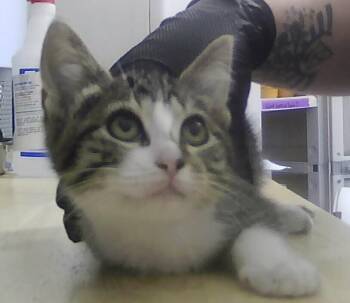 Weaver -  Domestic Short Hair Cat for Adoption in Dayton, Minnesota - Weaver | PetCurious