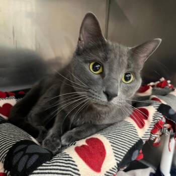 Hazey -  Domestic Short Hair Cat for Adoption in Grand Rapids, Michigan - Hazey | PetCurious