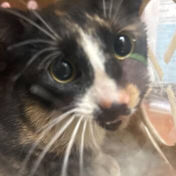 Domestic Short Hair Cats Available for Adoption - Juicebox | PetCurious