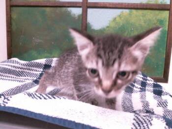 KITTY -  Domestic Short Hair Cat for Adoption in Houston, Texas - KITTY | PetCurious