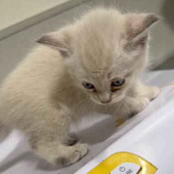 Sesame -  Domestic Short Hair Cat for Adoption in Tampa, Florida - Sesame | PetCurious