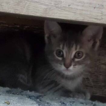 Rescue Domestic Medium Hair Cats for Adoption in West Plains, Missouri - Scarlett | PetCurious