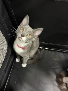 Domestic Short Hair Cats Available for Adoption in Palmetto, Florida - A136631 | PetCurious