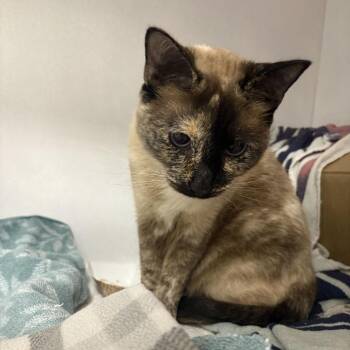 Chanel -  Domestic Short Hair Cat for Adoption in Dover, New Hampshire - Chanel | PetCurious