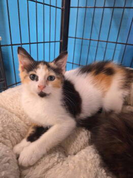 Rescue Calico Cats for Adoption in Ashville, Ohio - Kiwi (Kitty) | PetCurious