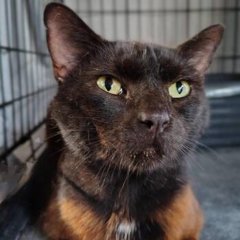 Bourbon -  Domestic Medium Hair and Domestic Short Hair Cat for Adoption in Titusville, Florida - Bourbon | PetCurious