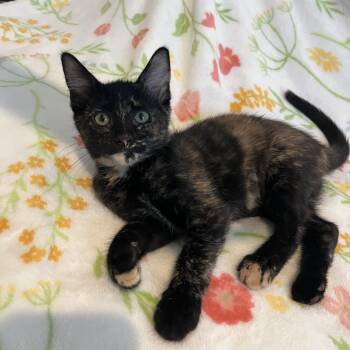 Churro -  Domestic Short Hair Cat for Adoption in Plant City, Florida - Churro | PetCurious