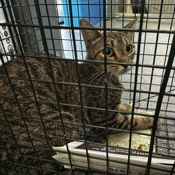 Tootsie -  Domestic Short Hair Cat for Adoption in Montgomery, Alabama - Tootsie | PetCurious