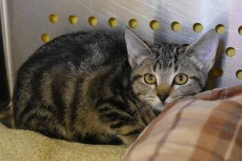 Galaxy -  Domestic Short Hair Cat for Adoption in Kansas City, Missouri - Galaxy | PetCurious
