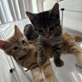 Bellany -  Domestic Short Hair Cat for Adoption in West Palm Beach, Florida - Bellany | PetCurious