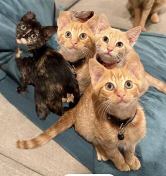 Rescue American Shorthair Cats for Adoption in Philadelphia, Pennsylvania - Syrah, Grenache, Pinot, Beaujolis | PetCurious