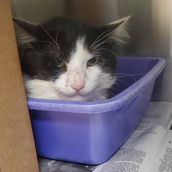 Oats -  Domestic Medium Hair Cat for Adoption - Oats | PetCurious