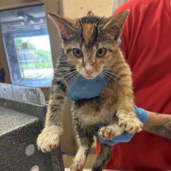 Porcupine -  Domestic Short Hair Cat for Adoption in Birmingham, Alabama - Porcupine | PetCurious