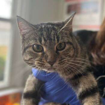 Rescue Domestic Short Hair Cats for Adoption in Troy, Illinois - Ally | PetCurious