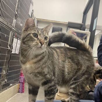 Hazel -  Domestic Short Hair Cat for Adoption in Los Angeles, California - Hazel | PetCurious