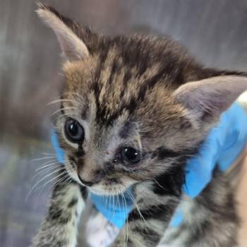 SNAP -  Domestic Short Hair Cat for Adoption in San Antonio, Texas - SNAP | PetCurious