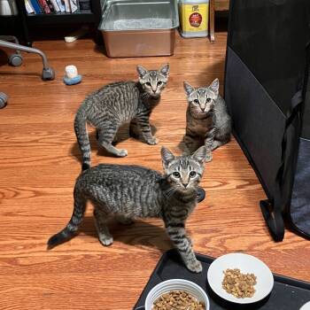 Rescue Domestic Short Hair Cats for Adoption in Silver Spring, Maryland - Strawberry, Blueberry & Raspberry | PetCurious