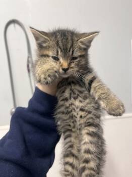 Rescue Domestic Short Hair Cats for Adoption in West Chester, Pennsylvania - Elle | PetCurious