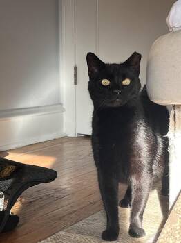 Rescue Domestic Short Hair Cats for Adoption in Philadelphia, Pennsylvania - Betty | PetCurious