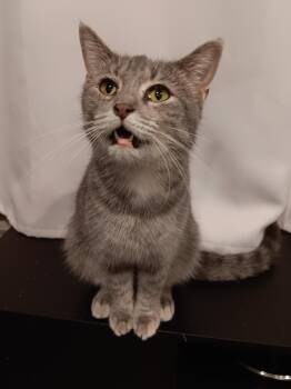 Rescue Tabby Cats for Adoption in Monroeville, Pennsylvania - Canadohta | PetCurious