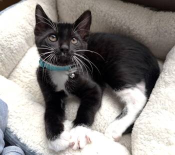 Rescue Tuxedo Cats for Adoption in Bentonville, Arkansas - Ajax | PetCurious