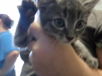 HURRICANE -  Domestic Short Hair Cat for Adoption in Tulsa, Oklahoma - HURRICANE | PetCurious