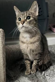 Fairway -  Domestic Short Hair Cat for Adoption in Wheaton, Illinois - Fairway | PetCurious