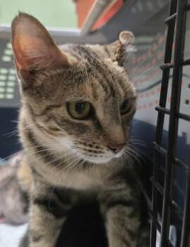 Persimmon -  American Shorthair Cat for Adoption in Marshall, North Carolina - Persimmon | PetCurious