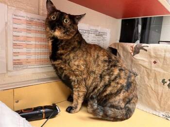 IRIS -  Domestic Short Hair Cat for Adoption in Colorado Springs, Colorado - IRIS | PetCurious