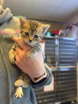 Domestic Short Hair Cats Available for Adoption - Jan | PetCurious