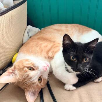 Sharpie -  Domestic Short Hair Cat for Adoption in Hopkinton, Massachusetts - Sharpie | PetCurious
