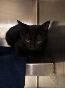 Jill Valentine -  Domestic Short Hair Cat for Adoption in Cincinnati, Ohio - Jill Valentine | PetCurious