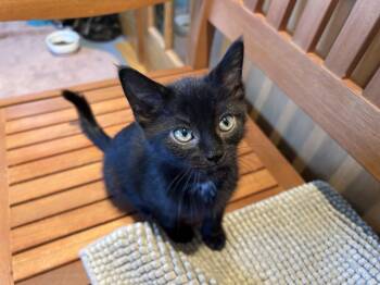 Rescue Domestic Short Hair Cats for Adoption in Brockport, New York - Scooby | PetCurious