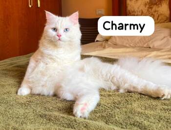 Bonded Charm & Dutchesse -  Turkish Angora and Maine Coon Cat for Adoption in Brampton, Ontario - Bonded Charm & Dutchesse | PetCurious