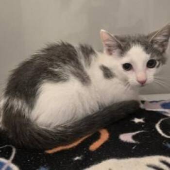 Taco -  Domestic Short Hair Cat for Adoption in Phoenixville, Pennsylvania - Taco | PetCurious
