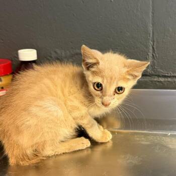 TUSC-Stray-85695 -  Domestic Short Hair Cat for Adoption in Tuscaloosa, Alabama - TUSC-Stray-85695 | PetCurious