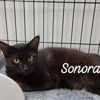 Sonora -  Domestic Medium Hair Cat for Adoption in Buchanan Dam, Texas - Sonora | PetCurious