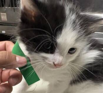 MR. RIGHT -  Domestic Medium Hair Cat for Adoption in Camarillo, California - MR. RIGHT | PetCurious