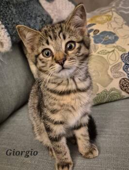 Rescue Domestic Short Hair Cats for Adoption in Wheeling, Illinois - Giorgio | PetCurious