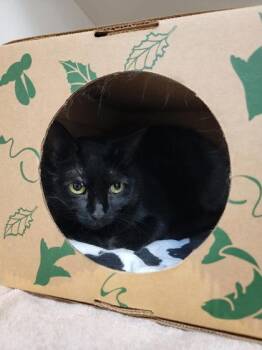 Annabelle -  Domestic Short Hair Cat for Adoption in Harbor Springs, Michigan - Annabelle | PetCurious