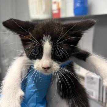 Cortado -  Domestic Short Hair Cat for Adoption in Summerville, South Carolina - Cortado | PetCurious